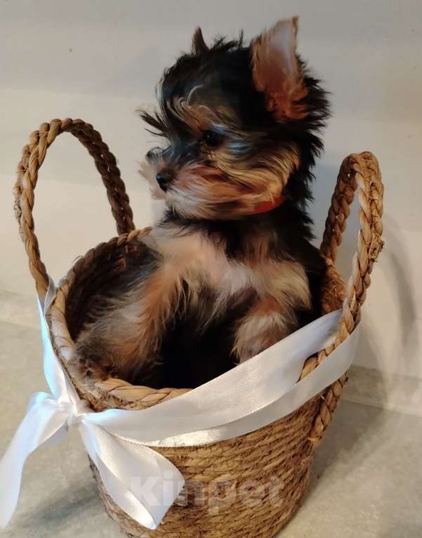 Собаки в Томске: Девица АШАНТИ Девочка, 55 000 руб. - фото 2