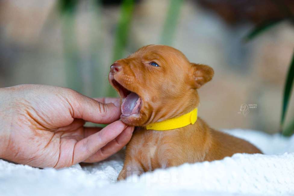 Собаки в Ярославле: Щенок Чирнеко дель Этна Девочка, 80 000 руб. - фото 2