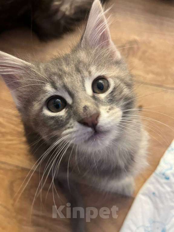 Кошки в Москве: Котята Мейн-Кун Девочка, 40 000 руб. - фото 1