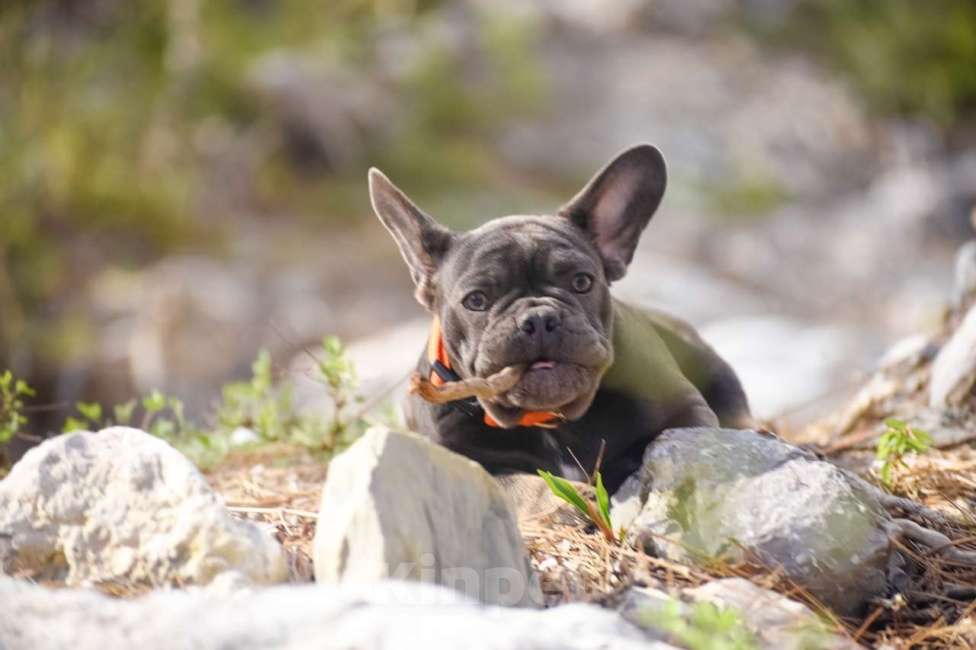 Собаки в Москве: щенки французского бульдога девочки голубой подпал  Девочка, 50 000 руб. - фото 5