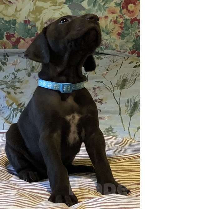 Собаки в Туле: Продаются щенки КУРЦХААРА от РАБОЧИХ родителей Мальчик, 40 000 руб. - фото 1