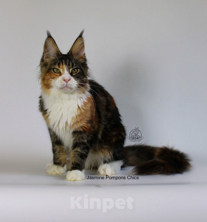 Кошки в Новосибирске: Котенок Мейн-кун Девочка, 30 000 руб. - фото 3