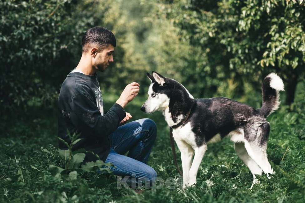 Собаки в Москве: Ламазо Мальчик, Бесплатно - фото 3