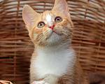 Кошки в Калуге: Томасина, рыжая девочка. Котенок 3 мес в добрые руки. Девочка, Бесплатно - фото 4