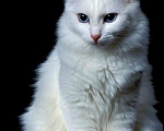 Кошки в Первоуральске: Отдам котят пушистых в добрые руки  Мальчик, 5 руб. - фото 7
