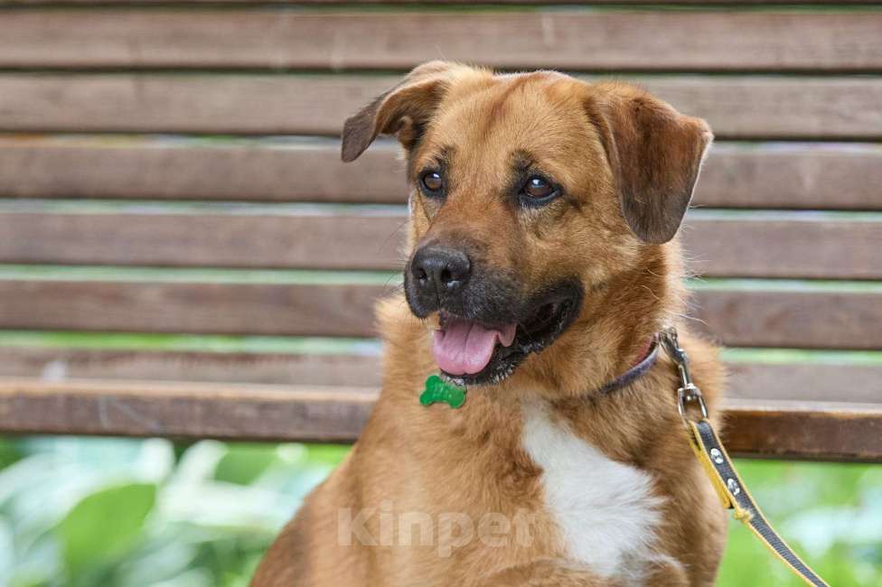 Собаки в других городах Московской области: Тайф - большой ребёнок  Мальчик, 1 руб. - фото 9