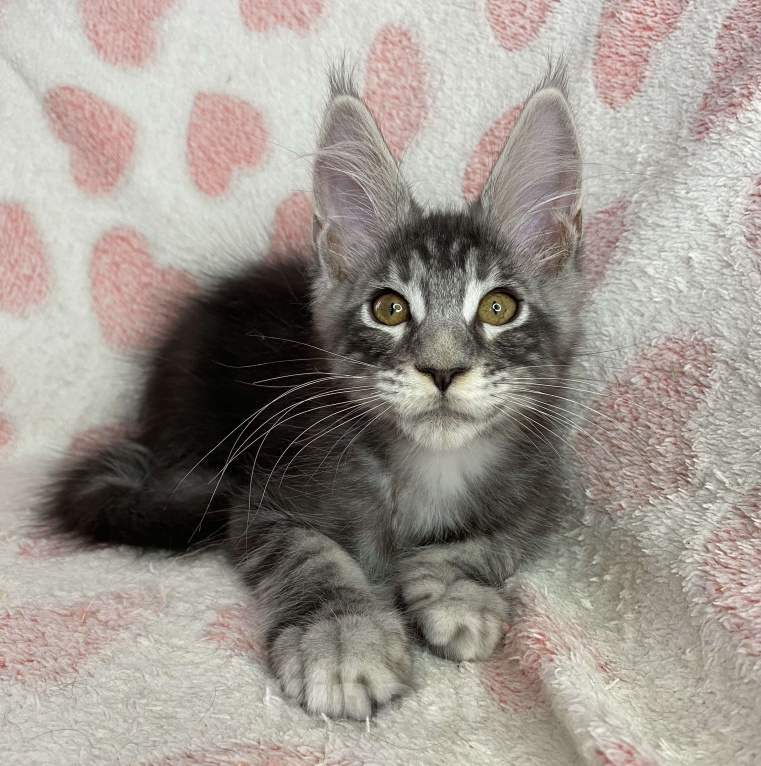 Кошки в Дмитрове: Черный серебристый мраморный мальчик мейн кун Zhan Мальчик, 40 000 руб. - фото 1