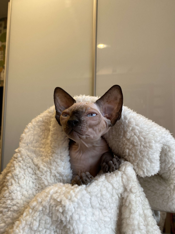 Кошки в Москве: Замурчательный котёнок канадского сфинкса Девочка, 35 000 руб. - фото 6