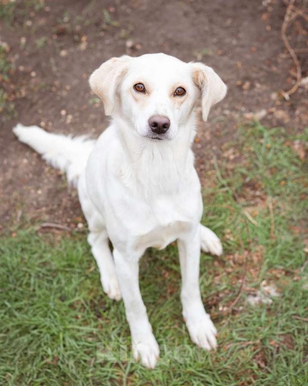 Собаки в Москве: В добрые руки Девочка, Бесплатно - фото 7