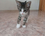 Кошки в Иркутске: Отдам котенка в добрые руки  Девочка, Бесплатно - фото 1