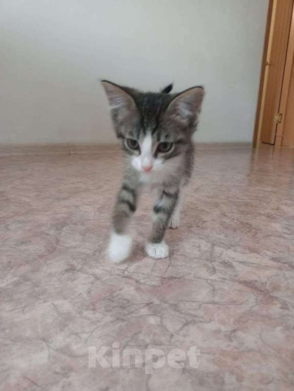 Кошки в Иркутске: Отдам котенка в добрые руки  Девочка, Бесплатно - фото 1