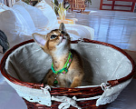 Кошки в Москве: Абиссинский мальчик WCF Мальчик, 65 000 руб. - фото 6
