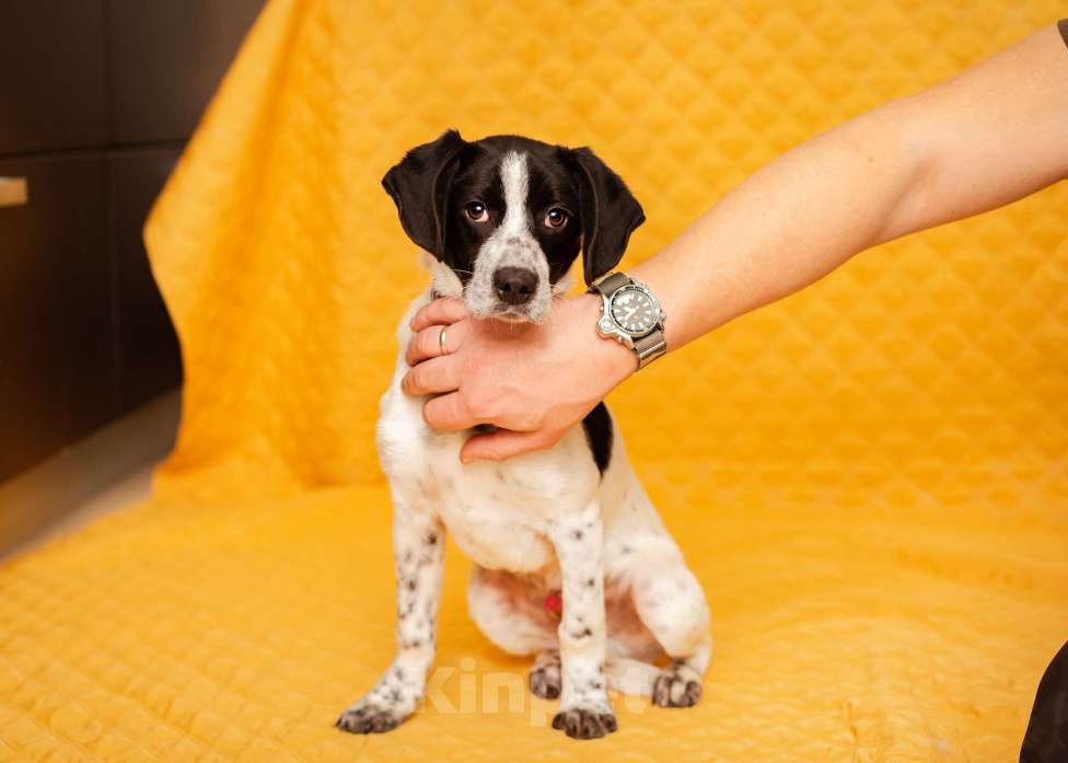 Собаки в Москве: Щенок маленькой собаки Мальчик, Бесплатно - фото 4