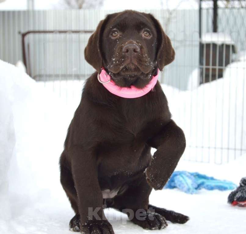 Собаки в Химках: Щенки лабрадора шоколадного окраса Мальчик, 70 000 руб. - фото 6