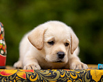Собаки в Москве: Палевый щенок Лабрадора от родителей Чемпионов Мальчик, Бесплатно - фото 2