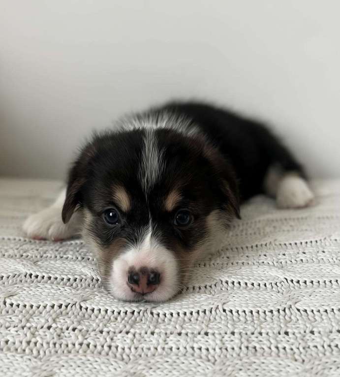 Собаки в Челябинске: Щенок Вельш корги пемброк Мальчик, 60 000 руб. - фото 4