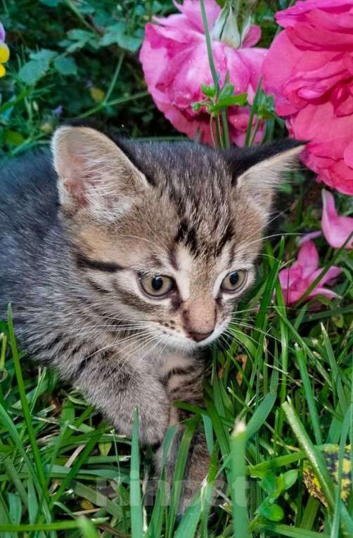 Кошки в Москве: Котенок полосатик в дар Мальчик, Бесплатно - фото 3