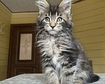 Кошки в других городах Московской области: Мейн-кун мальчишка❤️ Мальчик, 60 000 руб. - фото 4