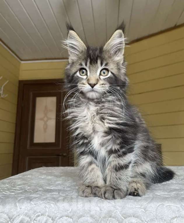 Кошки в других городах Московской области: Мейн-кун мальчишка❤️ Мальчик, 60 000 руб. - фото 4