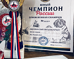 Собаки в Севастополе: Американский питбультерьер, щенок Девочка, 75 000 руб. - фото 6