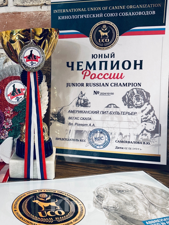 Собаки в Севастополе: Американский питбультерьер, щенок Девочка, 75 000 руб. - фото 6