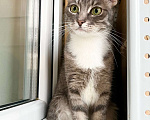 Кошки в Москве: Изящная полосатая кошечка Шурочка ищет дом, в добрые руки  Девочка, Бесплатно - фото 7