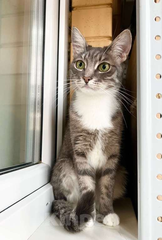 Кошки в Москве: Изящная полосатая кошечка Шурочка ищет дом, в добрые руки  Девочка, Бесплатно - фото 7