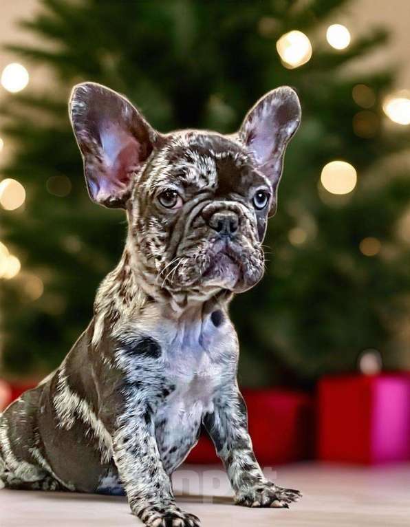 Собаки в Санкт-Петербурге: Французский бульдог девочка  Девочка, 80 000 руб. - фото 1