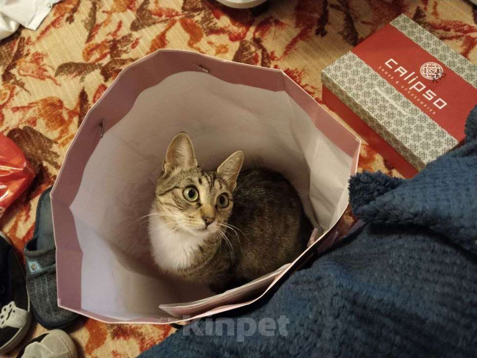 Кошки в Дубне: Отдам кошку в хорошие руки Девочка, Бесплатно - фото 1