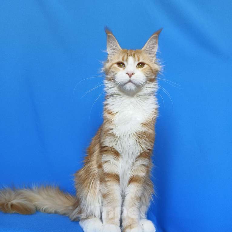 Кошки в Москве: Котенок Мейн-Кун Девочка Девочка, 40 000 руб. - фото 7