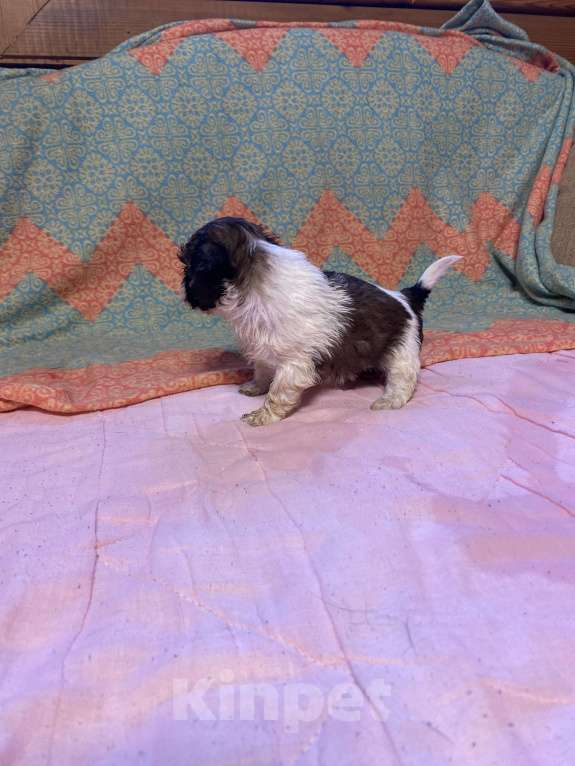 Собаки в Санкт-Петербурге: Мальчишка - мини бело - золотой  Мальчик, 35 000 руб. - фото 3