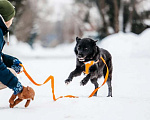 Собаки в Москве: Небольшая черная собачка Эльза в добрые руки Девочка, 1 руб. - фото 9