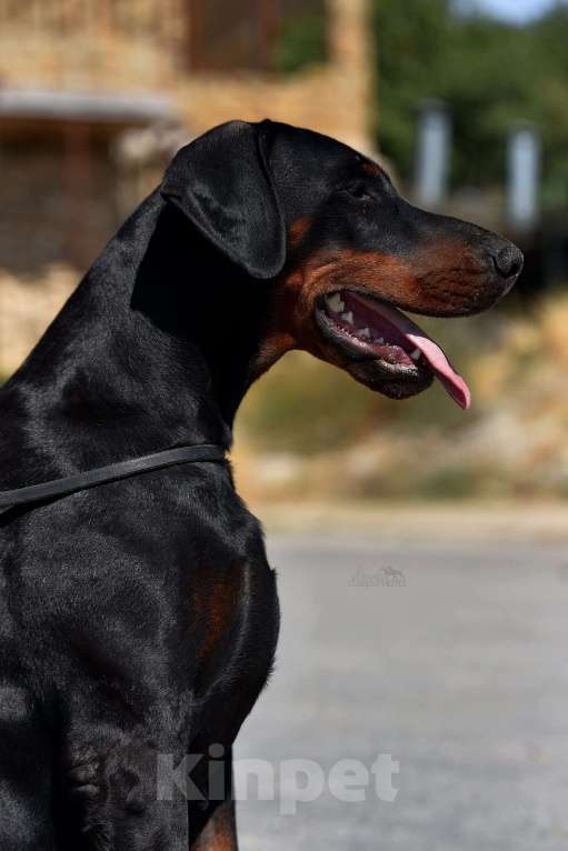 Собаки в Ялте: Крупные щенки добермана РКФ Мальчик, 70 000 руб. - фото 6