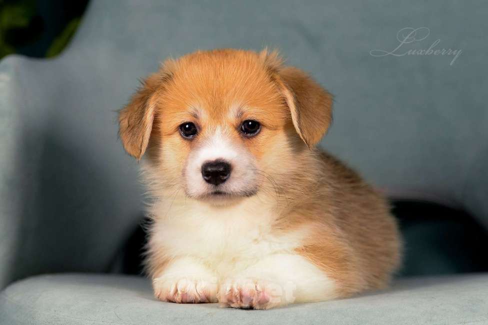Собаки в Колпино: Щенок вельш-корги пемброк Девочка, 80 000 руб. - фото 1