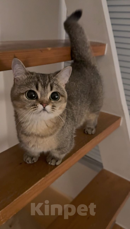 Кошки в Прокопьевске: Манчкин Девочка, Бесплатно - фото 1