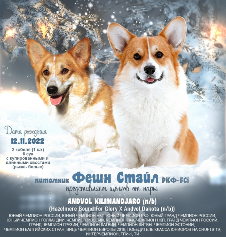 Собаки в Москве: вельш корги пемброк щенки от чемпиона Девочка, 80 000 руб. - фото 6