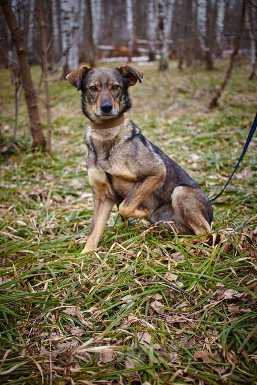 Собаки в Москве: Хильда Девочка, Бесплатно - фото 3
