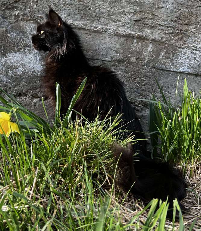 Кошки в Пятигорске: Питомник Affectionate miracle Девочка, Бесплатно - фото 2