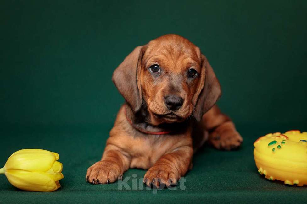 Собаки в Ельце: щенки таксы ст. г/ш Разнополые, 55 000 руб. - фото 3