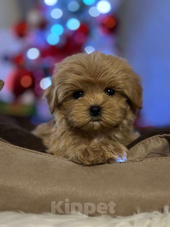Собаки в Люберцах: Мальтипу мини ф1 мальчик  Мальчик, 200 000 руб. - фото 3