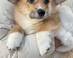 Собаки в Москве: Щенок вельш корги Мальчик, 80 000 руб. - фото 3