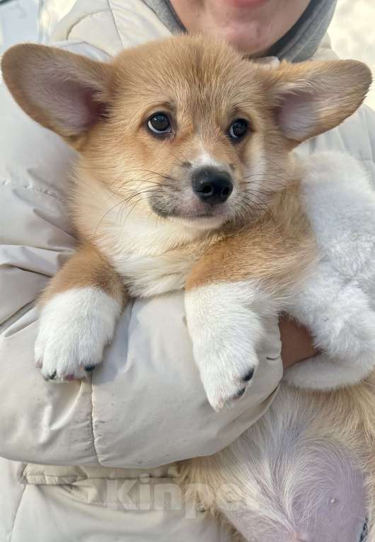 Собаки в Москве: Щенок вельш корги Мальчик, 80 000 руб. - фото 3