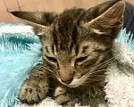 Кошки в Санкт-Петербурге: Котенок Полосатик ищет семью  Мальчик, Бесплатно - фото 2