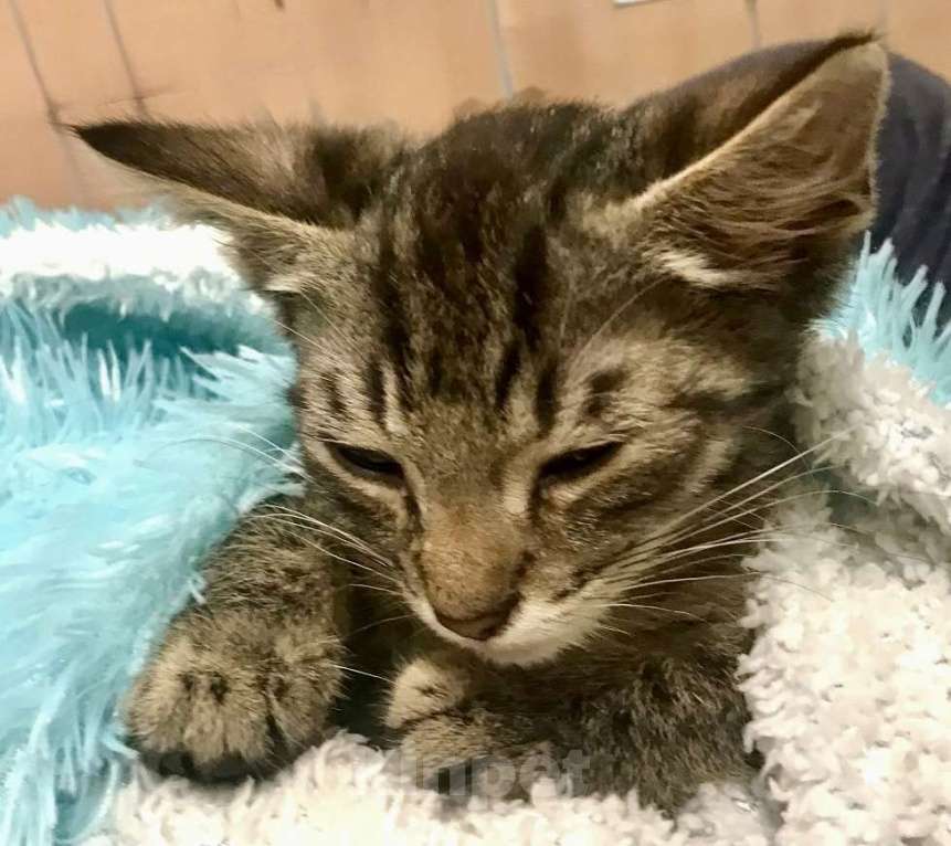 Кошки в Санкт-Петербурге: Котенок Полосатик ищет семью  Мальчик, Бесплатно - фото 2