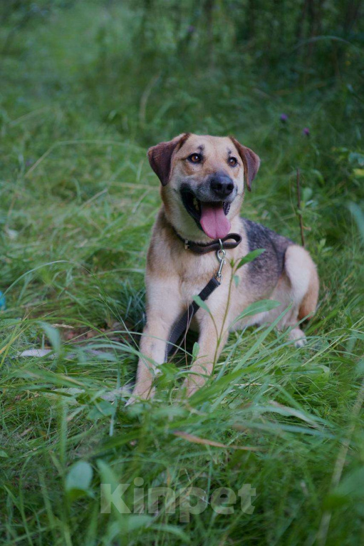 Собаки в Москве: Разыскиваем семью для Ланочки!  Девочка, Бесплатно - фото 1