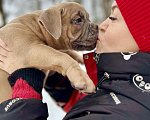 Собаки в Северодвинске: Девочка американского Булли  Девочка, Бесплатно - фото 8