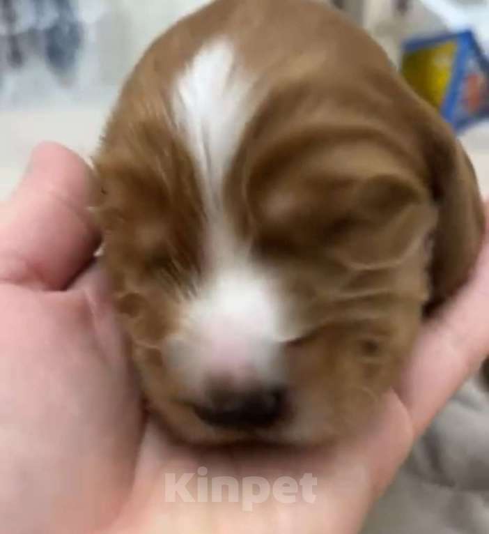 Собаки в Москве: Пес Босс  Мальчик, 55 000 руб. - фото 1