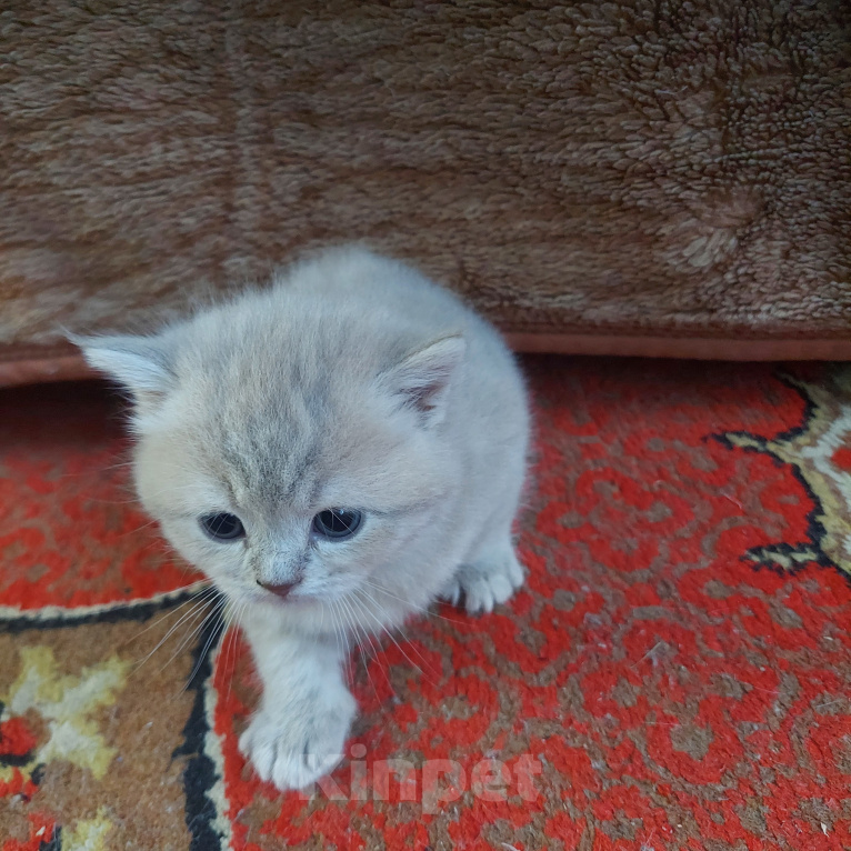 Кошки в других городах Приморского края: Продажа котят Девочка, 9 000 руб. - фото 9