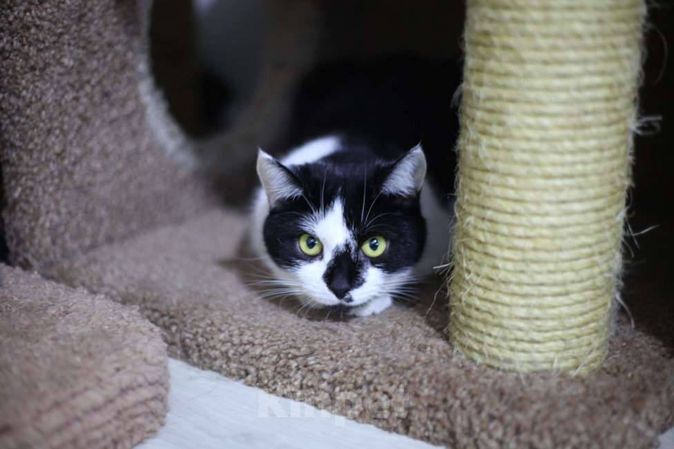 Кошки в Санкт-Петербурге: Киса ищет дом Девочка, Бесплатно - фото 3