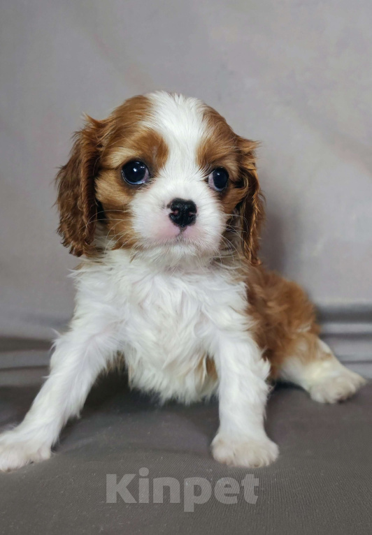 Собаки в Санкт-Петербурге: Миниатюргая девочка кавалер Кинг Чарльз спаниель  Девочка, Бесплатно - фото 4